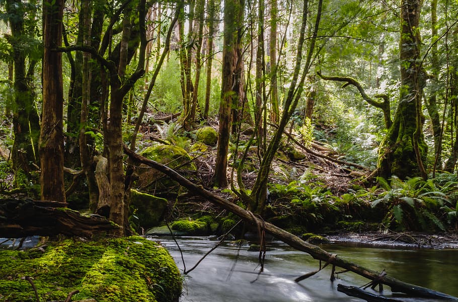 australia, rubicon, light, water, rock, moss, trees, leaves HD wallpaper