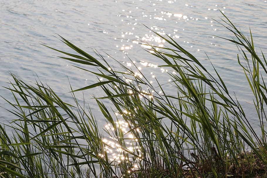 lake, water, cane, wind, mood, sun, reflection, calm, meditative HD wallpaper
