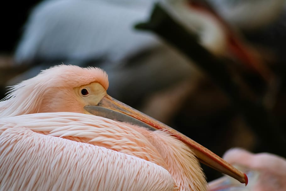 pink flamingo, bird, animal themes, vertebrate, one animal, focus on foreground HD wallpaper