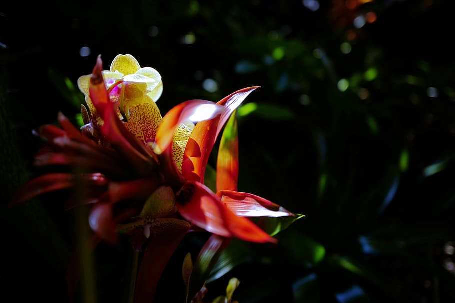 united states, orlando, epcot, red, flower, petals, flowers