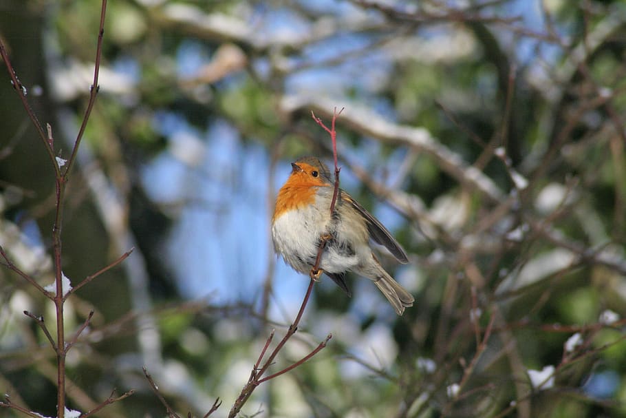 robin, bird, songbird, nature, animal, winter, garden bird, HD wallpaper