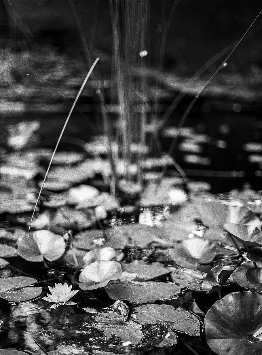 pond, lily, waterlily, lotus, lake, garden, park, black and white, HD wallpaper