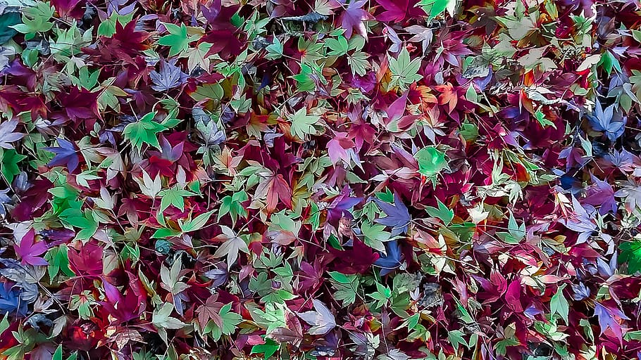 autumn, leaves, carpet, wallpaper, texture, pattern, pinks, HD wallpaper