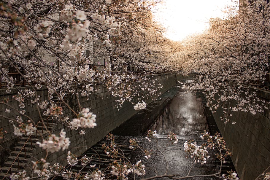 white flowering trees, plant, blossom, nature, flowering plant HD wallpaper