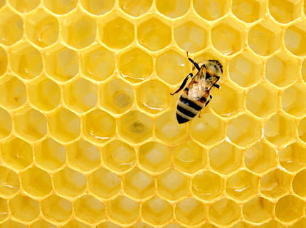 yellow bee on honeycomb, insect, honey bee, invertebrate, animal HD wallpaper