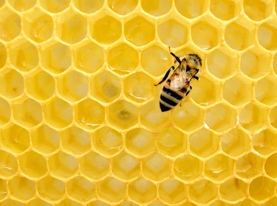 yellow bee on honeycomb, insect, honey bee, invertebrate, animal HD wallpaper