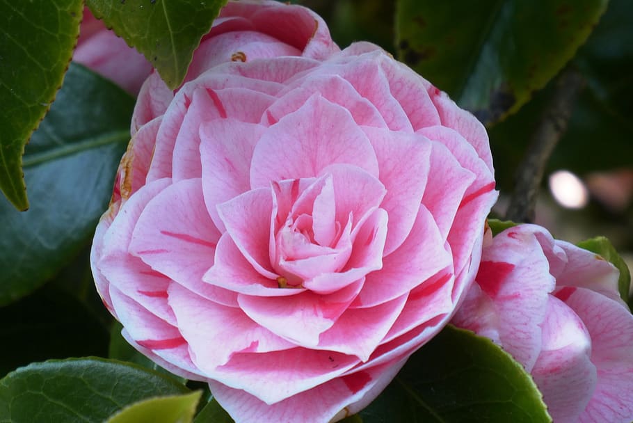 peony, flower, bloom, spring, bush, petals, pink, garden, vegetable HD wallpaper
