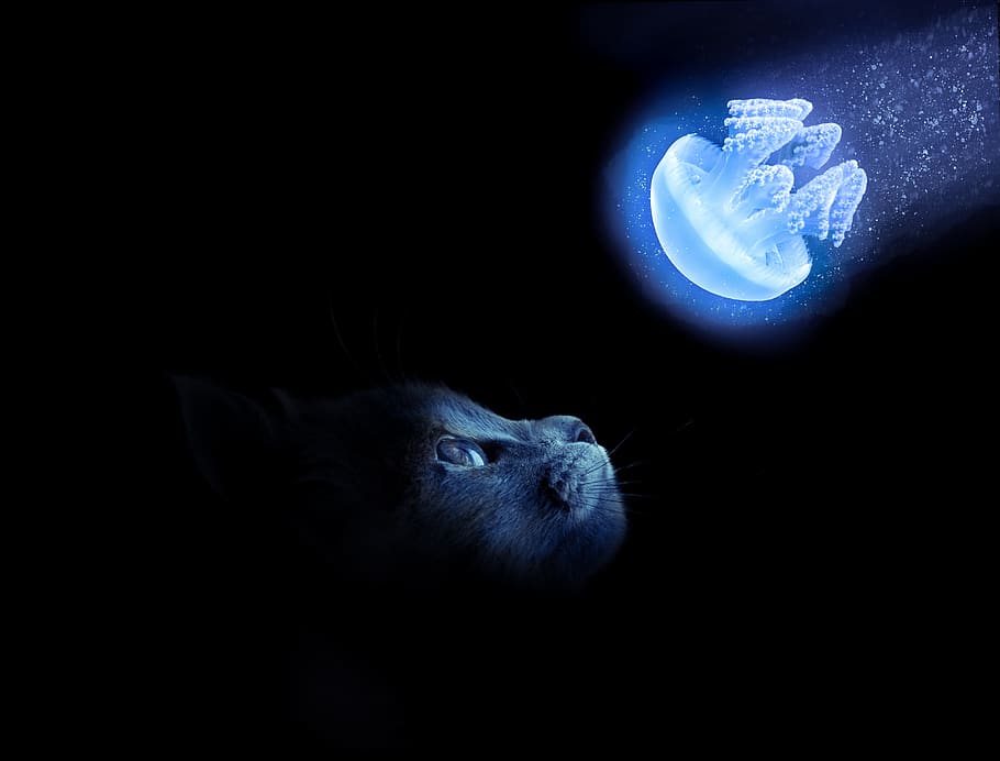 cat, art, design, abstract, animal, pet, lion, artistic, kitten HD wallpaper