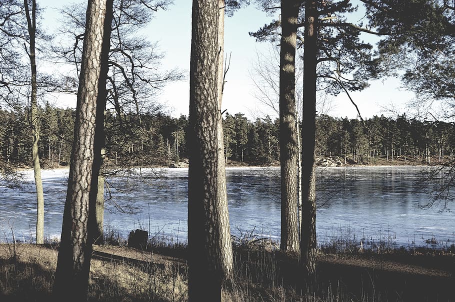 sweden, tree, winter, forest, lake, trees, ice, snow, blue HD wallpaper