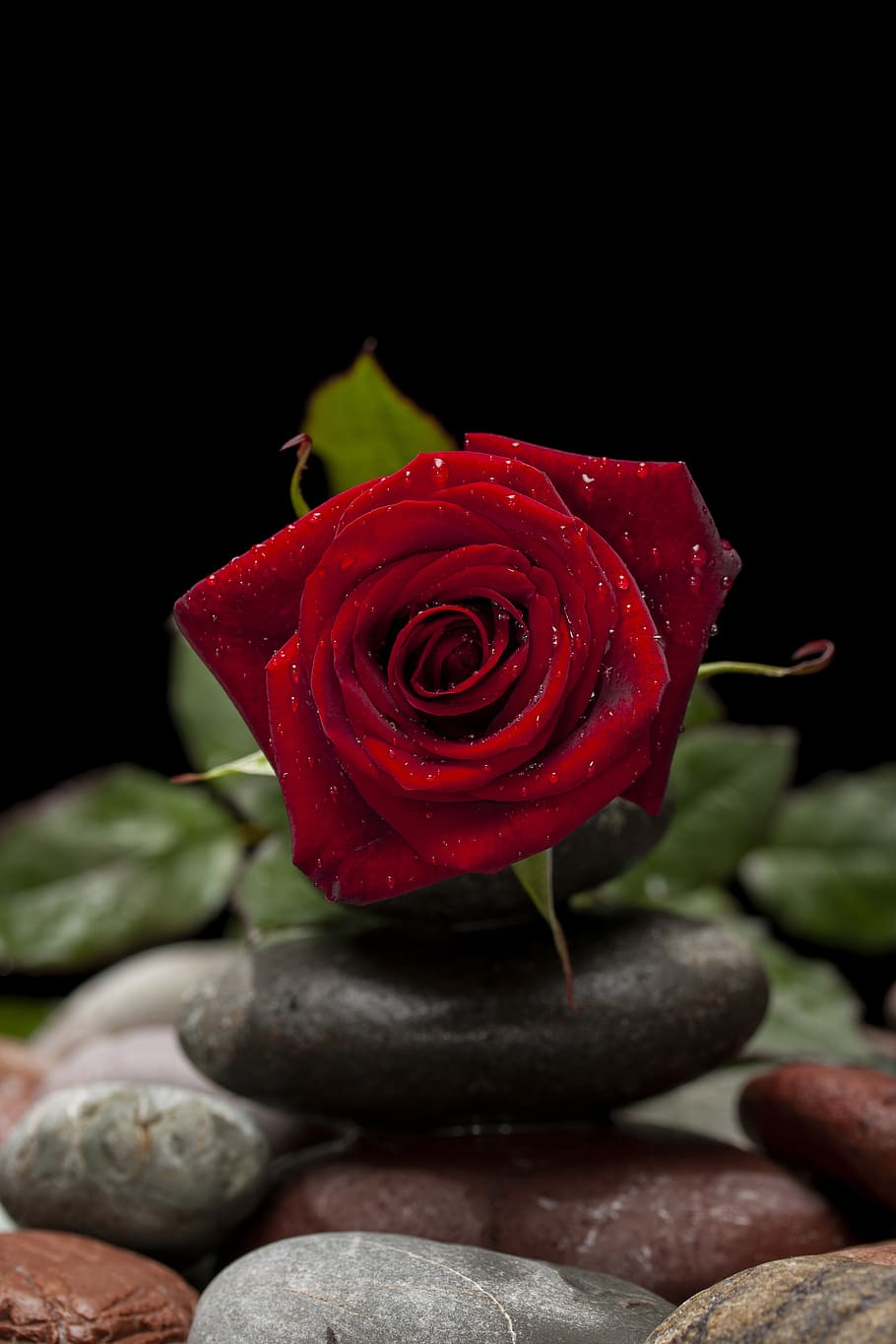 HD wallpaper: valentine's day, love, flower, rose, gift ...