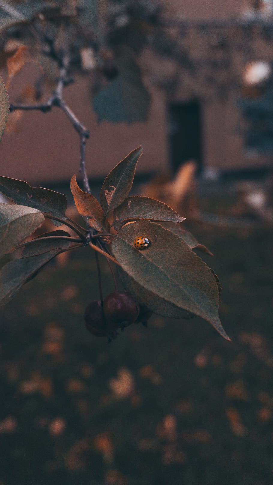 brown leaves, canada, montreal, wood, lumber, green, grey, plant part HD wallpaper