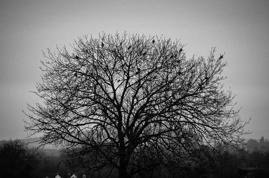 tree, bird, black and white, birds, mist, sky, plant, bare tree HD wallpaper
