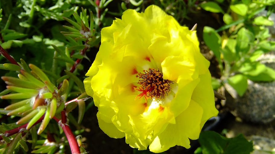 flower, purslane, yellow, nature, colorful, garden, flora, plant