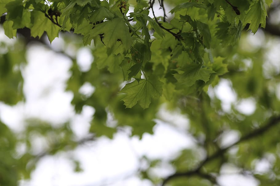 tree, leaf, green, sky, spring, plant, growth, plant part, green color HD wallpaper