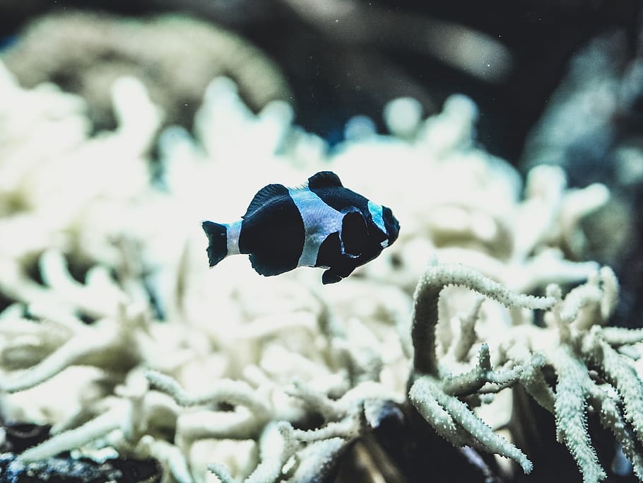 selective focus photography of black and white fish, water, outdoors, HD wallpaper