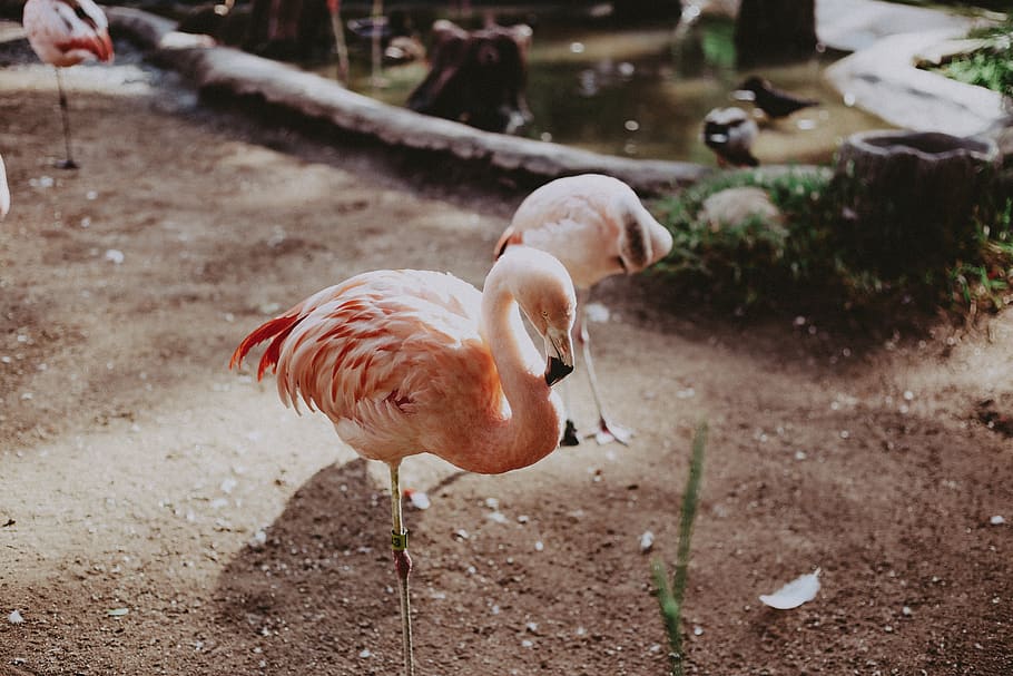 flamingo on field, animal, bird, ground, mammal, cattle, cow HD wallpaper