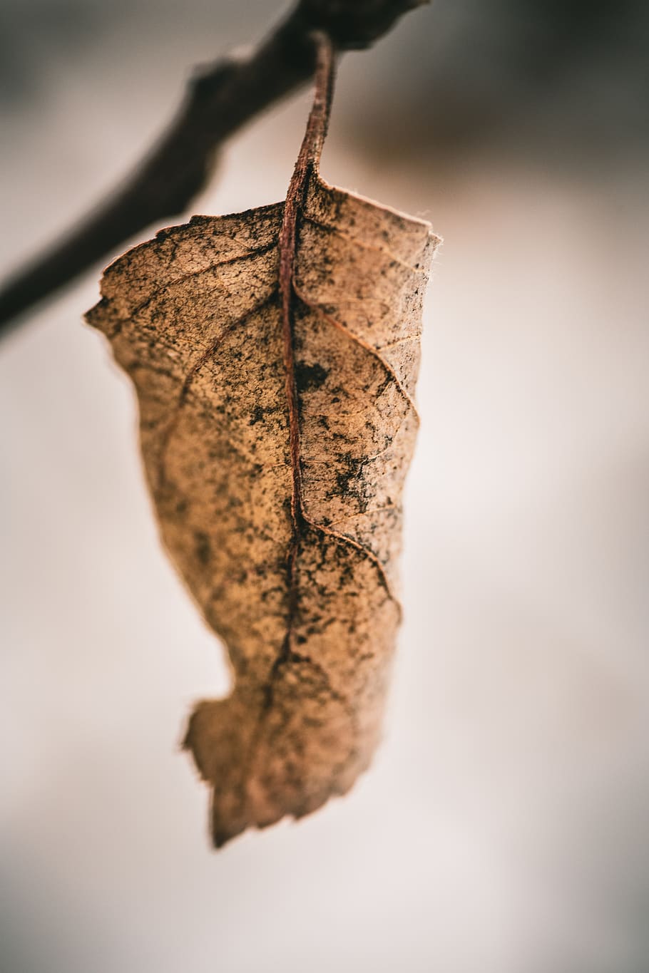 dried brown leaf, close-up, hanging, dry, no people, plant part HD wallpaper