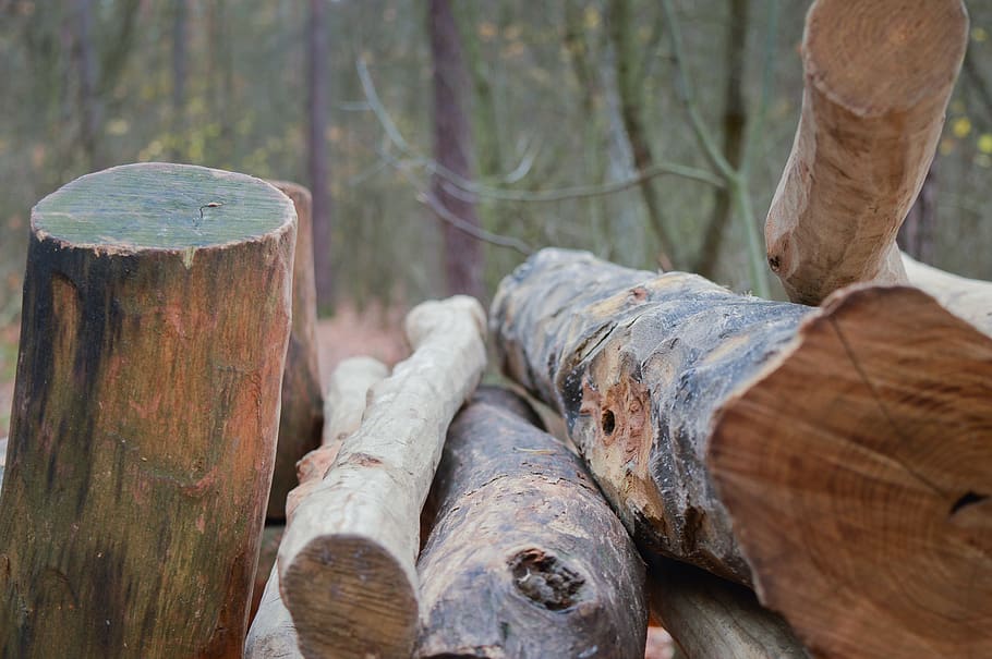 forest, wood, tree, lumberjack, wood - material, log, timber HD wallpaper