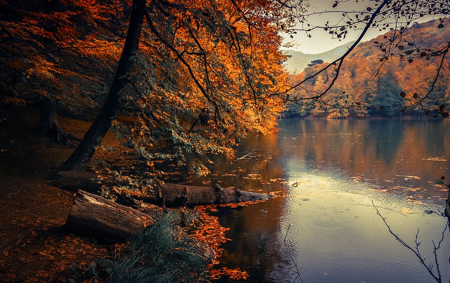Calm Body of Lake, beautiful, branches, daylight, environment HD wallpaper