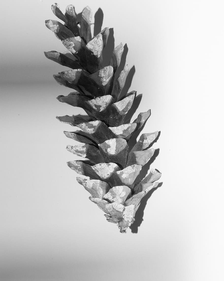 pine cone, studio shot, indoors, no people, plant, white background HD wallpaper