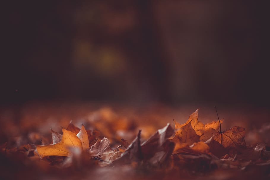 leaves, fall, autumn, blur, leaf, plant part, selective focus HD wallpaper