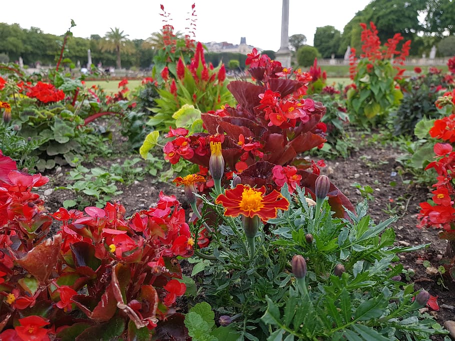 france, paris, flowering plant, growth, beauty in nature, vulnerability HD wallpaper