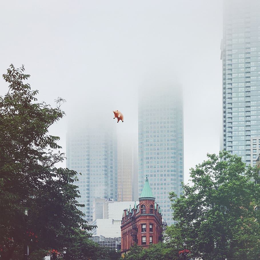 flying pig during daytime, building exterior, tree, architecture HD wallpaper