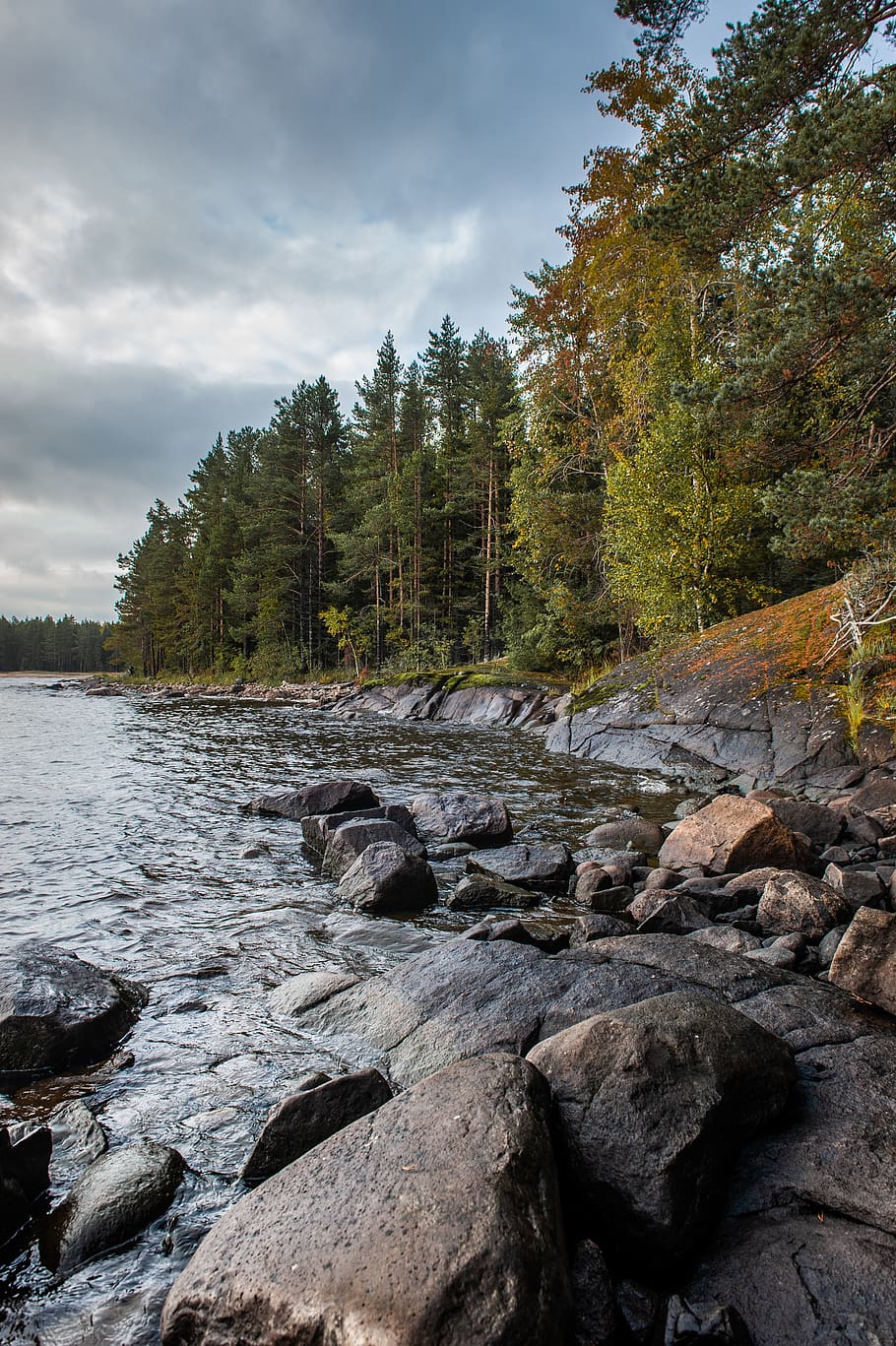 trees near river, water, plant, nature, abies, fir, rubble, russia HD wallpaper