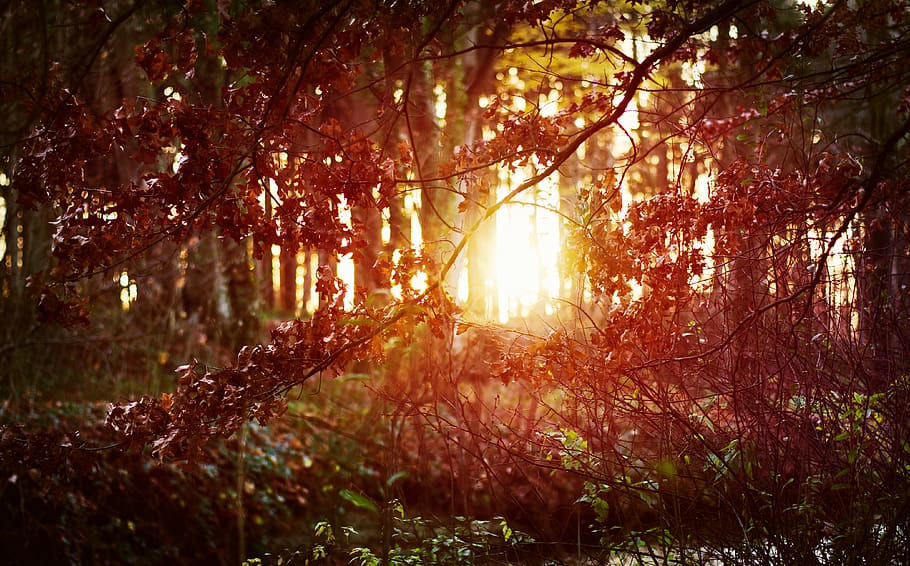 brown trees, flare, light, sunlight, plant, outdoors, nature HD wallpaper