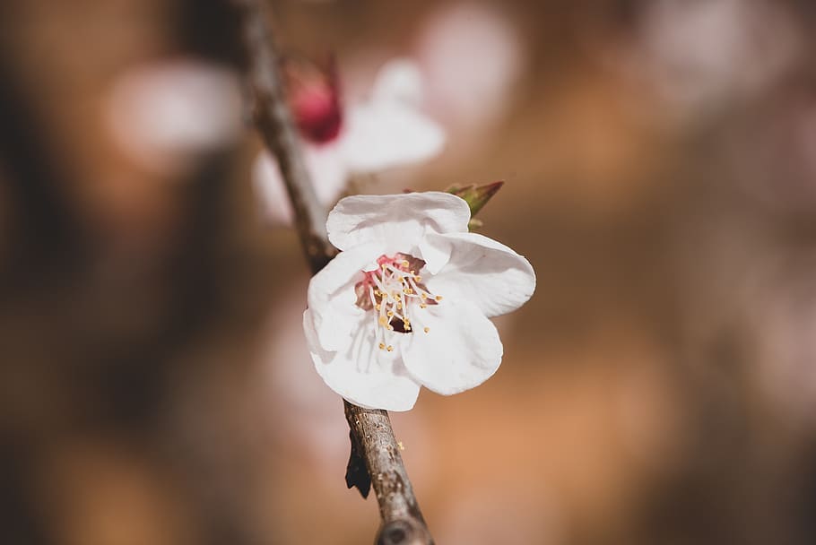 blossom, bloom, spring, white, apricot tree, apricot blossom HD wallpaper