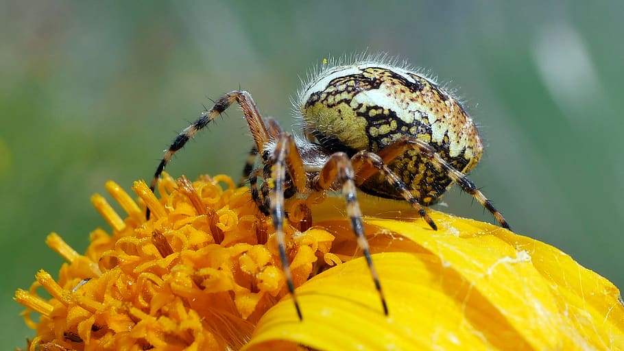 spider, insects, arachnid, pollen, yellow, animal themes, animal wildlife HD wallpaper