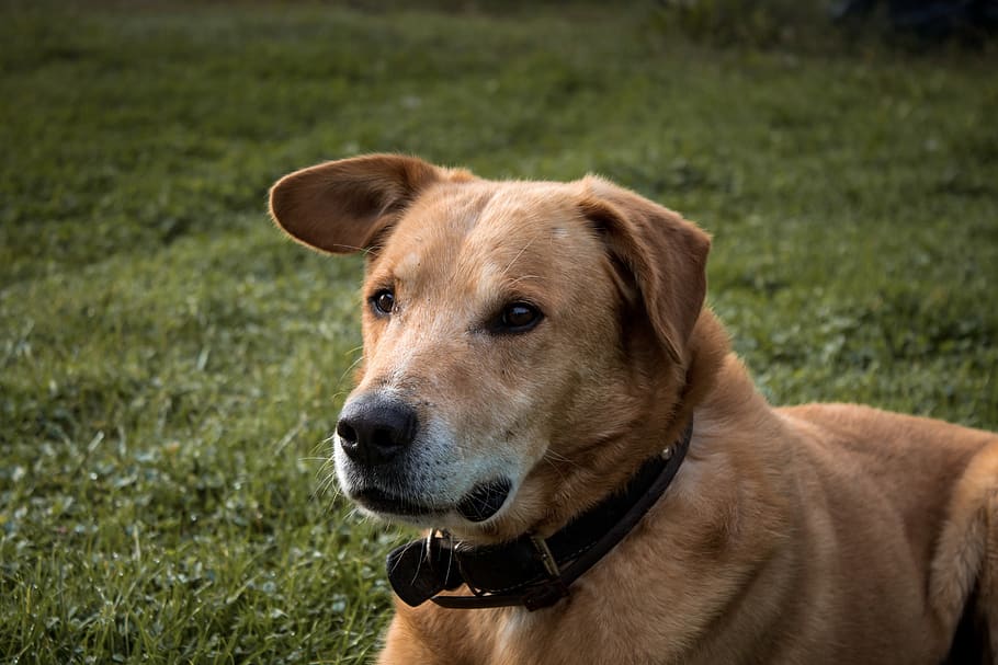 tan dog sitting on green grass outdoor, animal, canine, pet, field, HD wallpaper