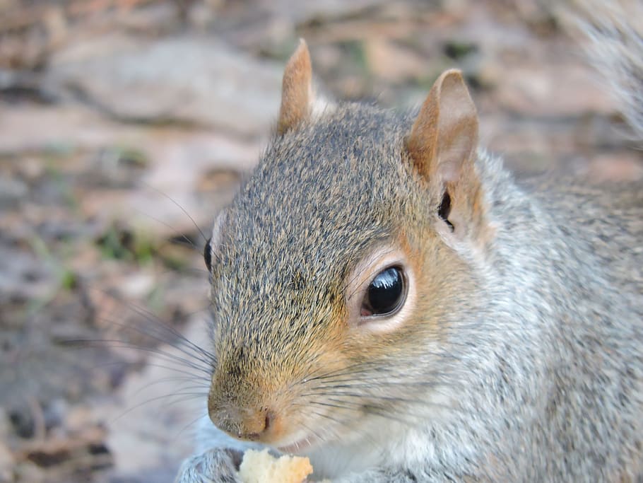 squirrel, nature, park, rodent, landscape, animals, natural HD wallpaper