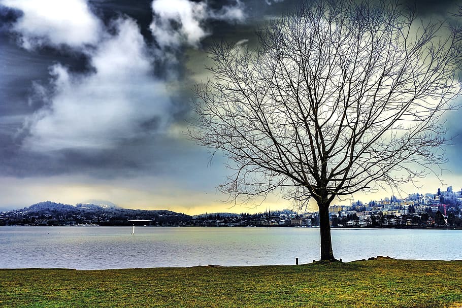 Silhouette of Leafless Tree Beside Water during Cloudy Sky, clouds HD wallpaper