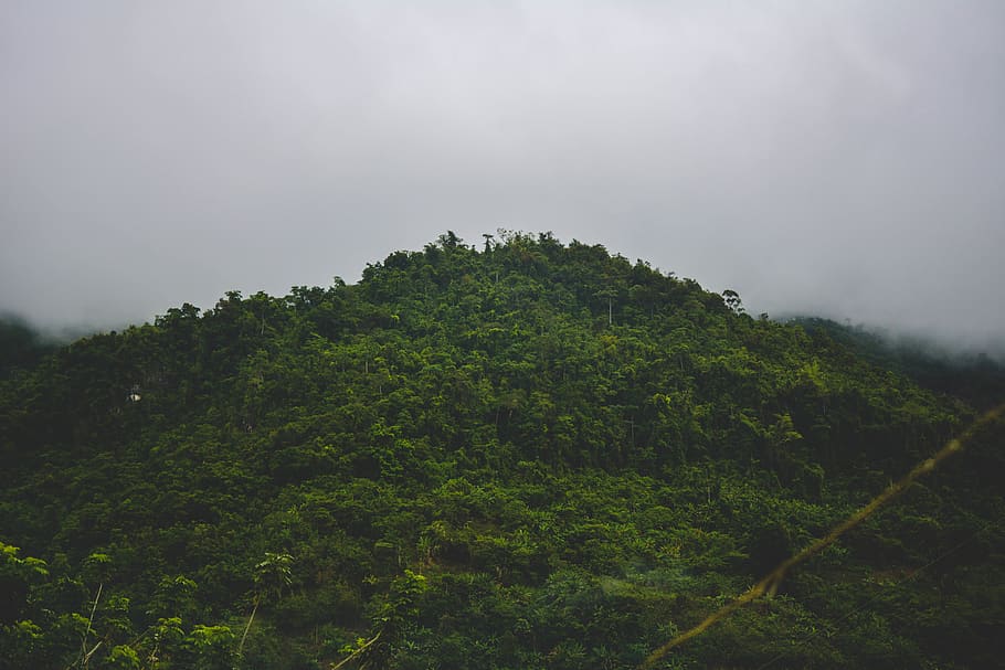 trees, mountains, fog, plant, growth, green color, beauty in nature HD wallpaper