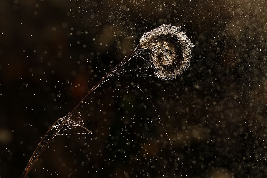 spike, water, drops, wet, plant, light, close-up, nature, focus on foreground HD wallpaper