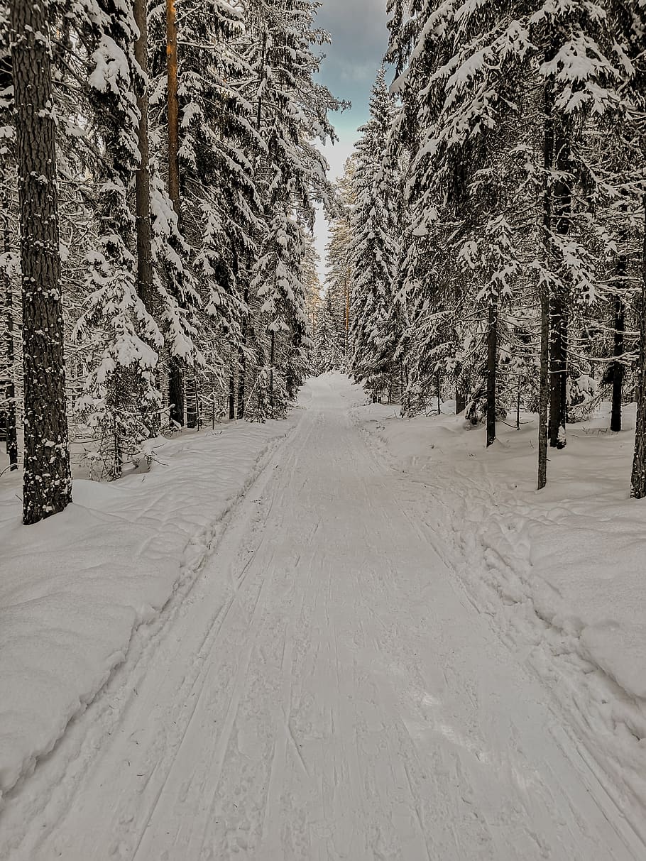 snow-covered road between pine trees during daytime, plant, fir HD wallpaper