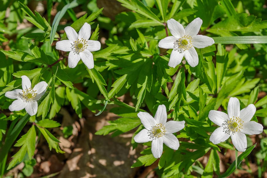 wood anemone, flowers, petals, flowering plant, beauty in nature