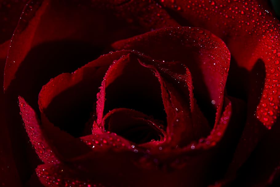 red flower with dew drops, close-up, freshness, beauty in nature HD wallpaper