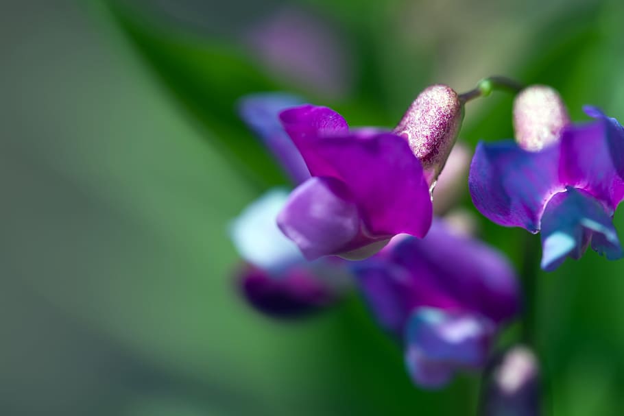 beautiful, blossom, bunch, closeup, detail, flora, floral, flores HD wallpaper