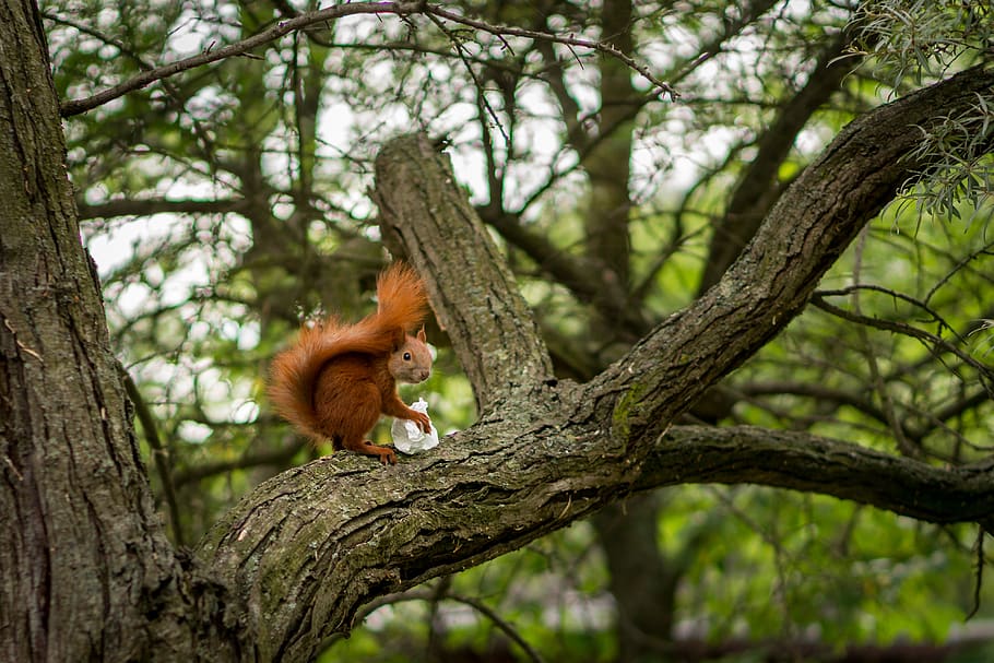 berlin, germany, zoo berlin, tree, trees, squirrel, animal HD wallpaper