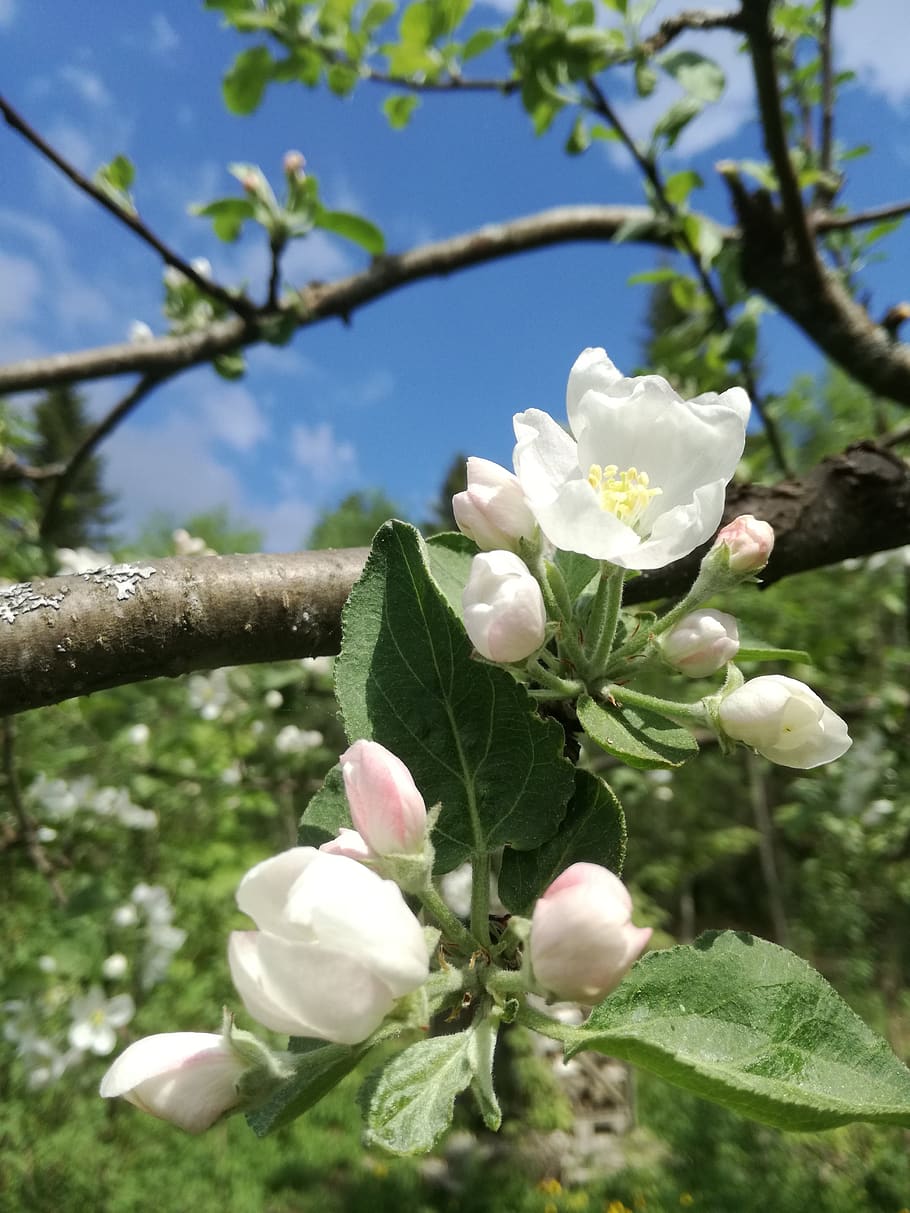 apple tree, flowers, garden, spring, blue, sky, bloom, plant HD wallpaper