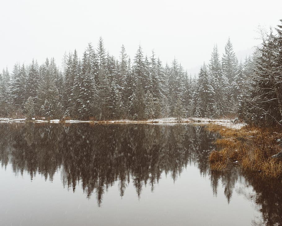 spruce trees beside lake, winter, forest, trillium lake, water HD wallpaper
