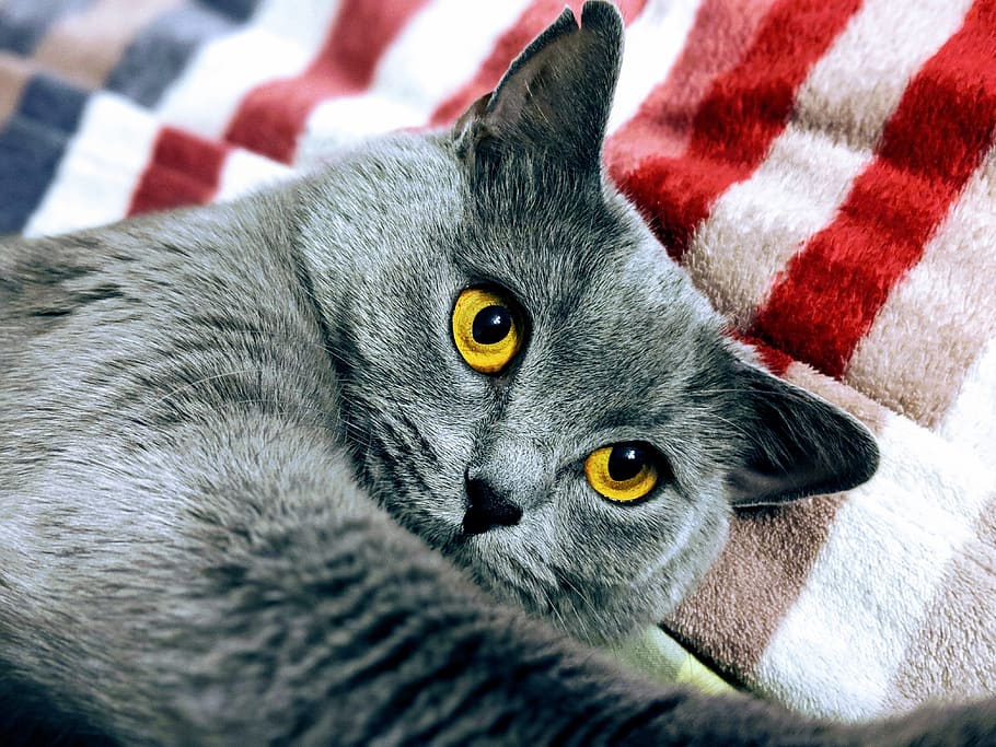 cat, briton, kitten, pet, animals, fur, portrait, eyes, nice HD wallpaper
