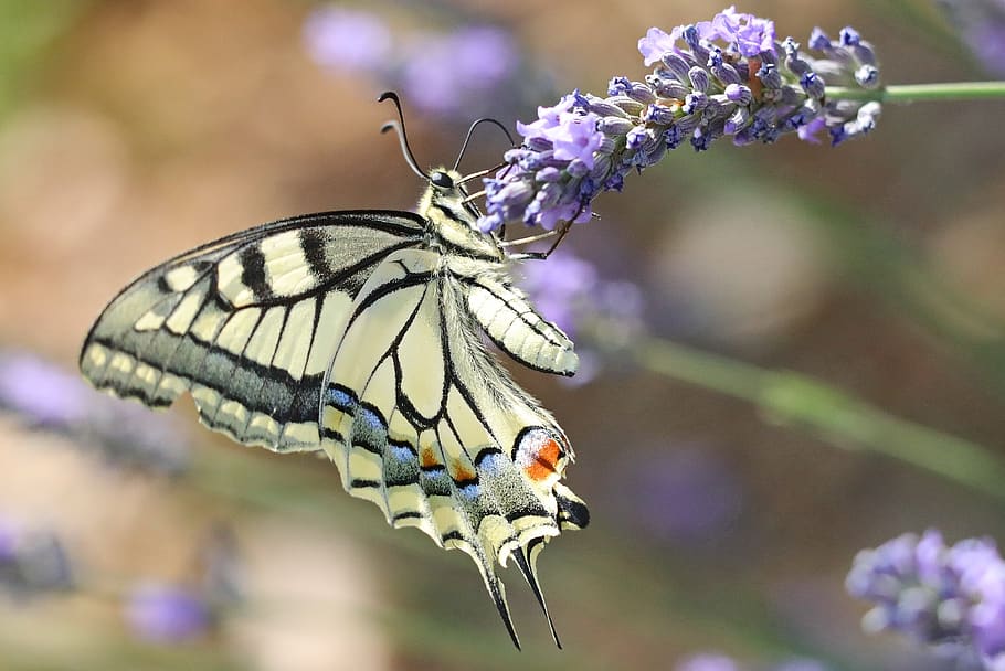 butterfly, blossom, bloom, nectar, insect, nature, flower, summer HD wallpaper