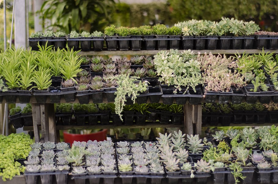 green succulent plant, flower, flowering plant, growth, potted plant HD wallpaper