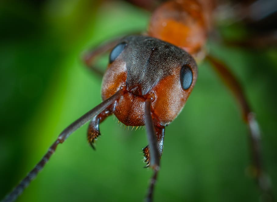 Close-up Photo Of Ant, bug, little, macro, animal themes, plant HD wallpaper
