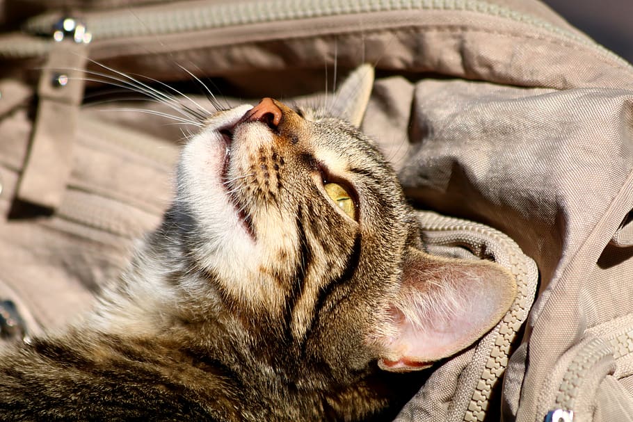 cat, beast, animal, curious, head, portrait, mammal, animal themes HD wallpaper