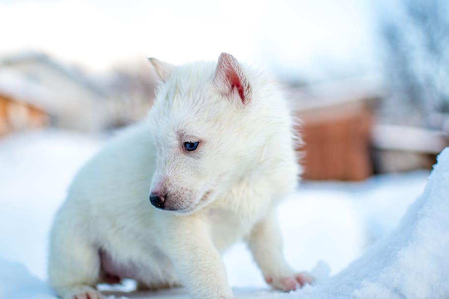 white coated animal, mammal, animal themes, one animal, snow HD wallpaper