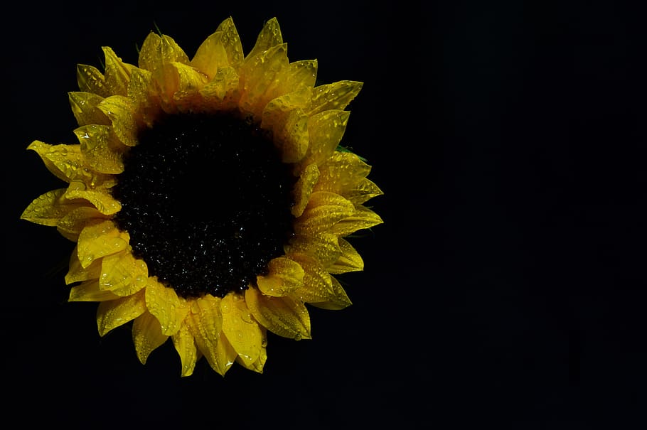 Sunflower Photography, beautiful, bloom, blooming, blossom, botanical HD wallpaper
